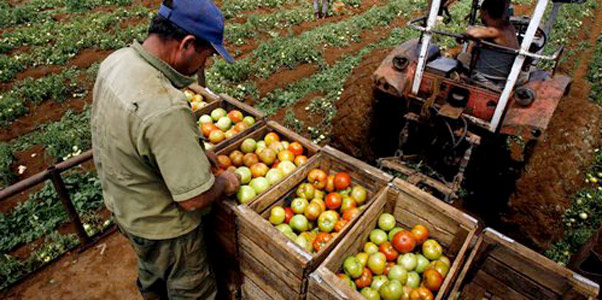 Agricultura y producción de alimentos