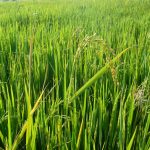 arroz-ita-javi_agricultura _plantación