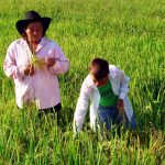 arroz_agricultura _plantación