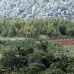 reforestación