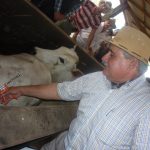 Vacunacion – Aftosa – ganado-64