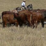 2011-01-18_ganado