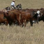 2011-01-18_ganado1