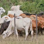 2011-02-15_Ganado Vacuno