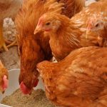 imagen-gallinas