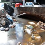 Basura – Dengue – Criaderos