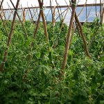 concepción _agricultura (4) _ TOMATE _ PLANTAS