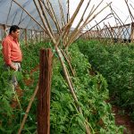 concepción _agricultura _ TOMATE _  INVERNADERO  (5)