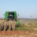 concepción _agricultura (6) _