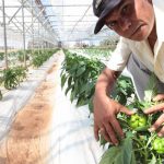 Agricultura-locotes-cebolla-cultivo-2-1024×612