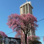 lapacho edificio