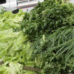 Hortalizas_verduras _agricultura _huerta _