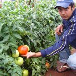 Tomates