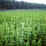 stevia _ plantacion _ agricultura