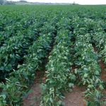 agricultura  soja (50)