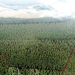 reforesatció agricultura tierras catastro  eucaliptos
