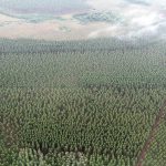 reforestación agricultura  plantas  cultivo