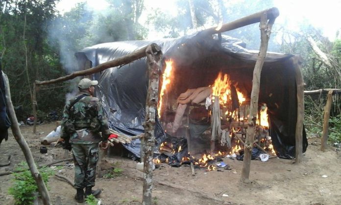 destruccion de marihuana- pedro juan