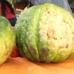 zapallo  verdura agricultura  producción