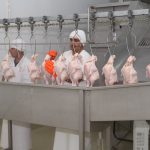 Cria de Pollo – Avicultura – Granja – Exportacion de Pollo (6)
