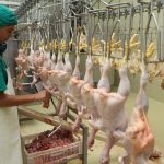 Cria de Pollo – Avicultura – Granja – Exportacion de Pollo (81)