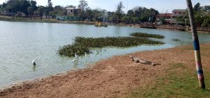 yacares en la laguna de Ita 2
