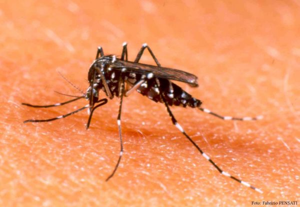AEDES DENGUE