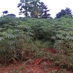 AGRICULTURA MANDIOCA  (1)