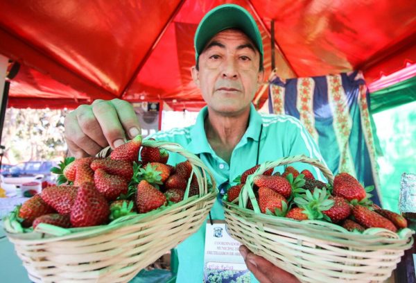 expo frutilla 2016 1