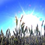 soleado trigo grano sol clima agricultura