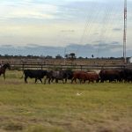 agricultura ganado vacuno