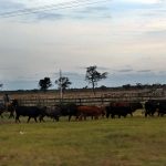 ganaderia agricultura  vacuno vacas
