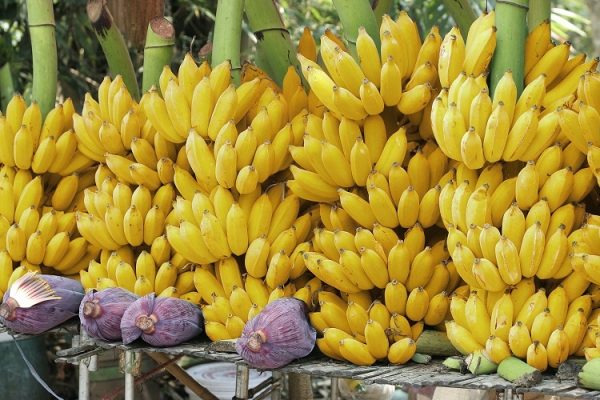 Una de las variedades del Ecuador que quieren cultivar para exportación los representantes de la Cámara Foto gentileza MAG