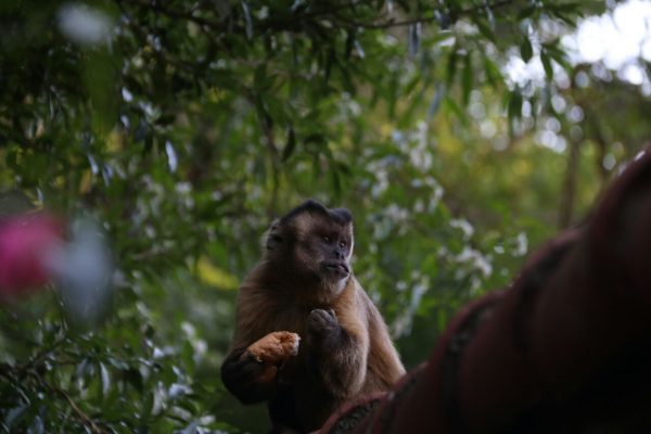 monos_chacurru_aventura