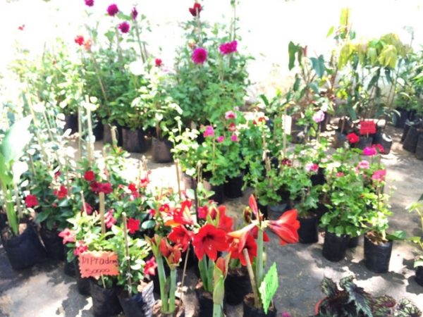 flores-mag