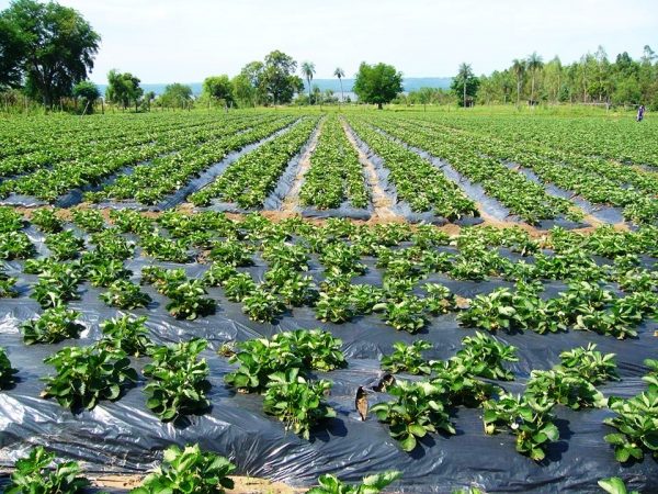 Las plantaciones de frutilla de las familias agricultoras de Yaguarón quienes cuentan con el apoyo de su Municipalidad Foto gentileza MAG