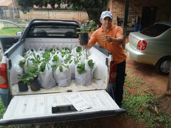 La jornada técnica de producción de muda de frutilla estuvo dirigida a productores de Yaguarón Foto gentileza MAG