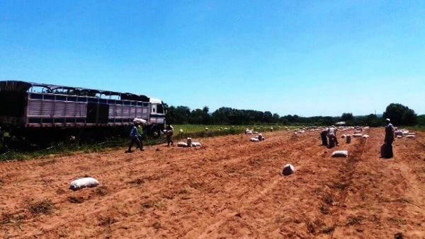 Agricultores de Pindoty y La Colmena de Paraguarí lograron colocar 30 mil kilos de papa en el Mercado Central de Abasto Foto gentileza MAG