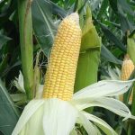 maiz-agricultura-2