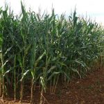 maiz-agricultura-3