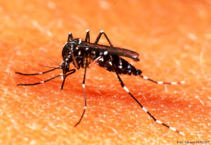 mosquito