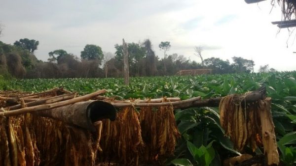 Los cultivos de tabaco negro de los productores de Canindeyú Foto: Gentileza MAG