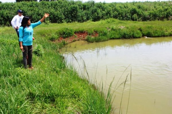 Pobladores de la Comunidad Aché en Alto Paraná mostrando los avances de las familias dedicadas a la acuicultura Foto gentileza MAG
