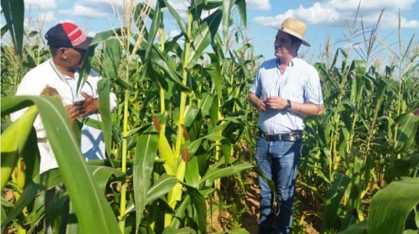 En Itapuá los funcionarioos agropecuarios del MAG realizaron recorridos por diversas siembras de productores del sur del Paraguay Foto gentileza MAG