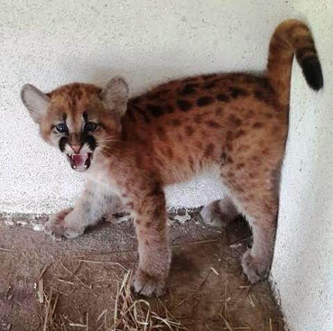 Con apenas unos 50 días de nacido el nuevo ejemplar puma Concolor ya cautivó a todos los profesionales del Refugio de la EBY Foto: Gentileza EBY