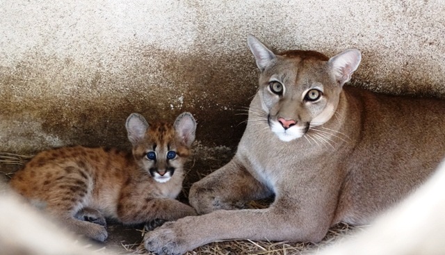 puma-refugio-yacyreta