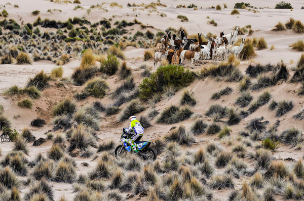 Postal del desierto de Uyuni, con las llamas observando el paso de los corredores. Foto Dakar.