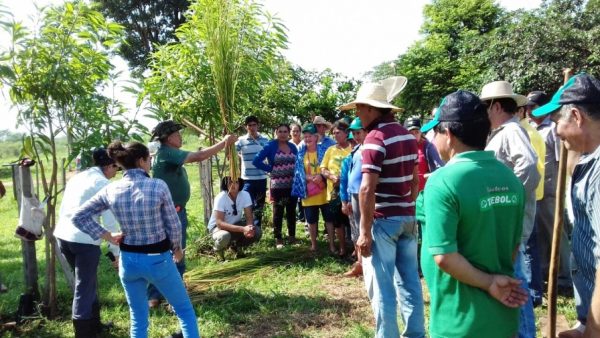 Los productores de yerba mate fueron capacitados por técnicos del Ministerio de Agricultura Foto: MAG