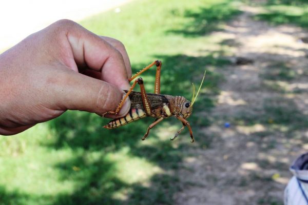 Ejemplar de langosta Schistocerca cancellata, que afecta al norte del Chaco Paraguayo. Foto Senave.