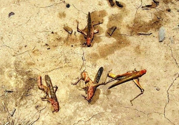 Las langostas encontradas en las zonas de Teniente Pico, Madrejón, María Auxiliadora, Toro Pampa del Chaco paraguayo provenientes Foto: Senave